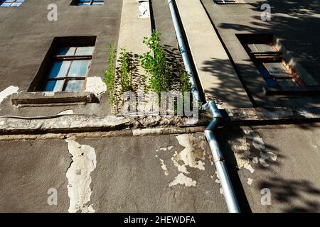 Alberi che crescono sul muro dell'edificio. Piante nella pietra Foto Stock