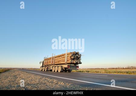 Il semirimorchio con rimorchio cargo che guida su strade pubbliche ha tagliato gli alberi di sera. Concetto di logistica e consegna legname. Foto Stock