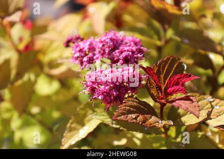 Foglie d'oro e germogli di fiori su un arbusto di Spirea Foto Stock