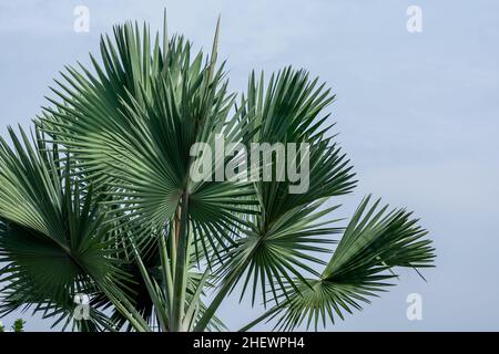 Il bellissimo ventilatore tropicale verde lascia la palma sotto il cielo azzurro chiaro e luminoso Foto Stock