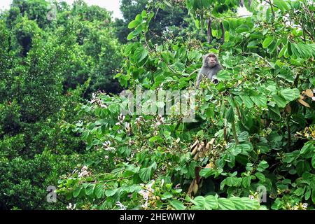 Macaco di roccia di Formosan sull'albero. Foto Stock