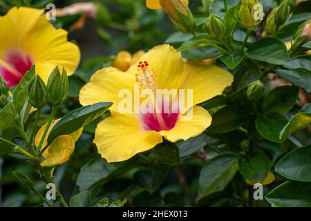 Giallo e rosa fiori di ibisco Foto Stock