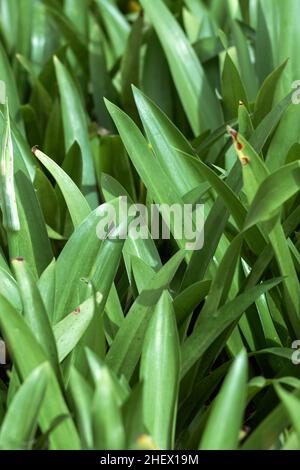 Bella decorazione tropicale verde città piante texture sotto il luminoso dei raggi del sole adatto per la natura e paesaggio sfondo e carta da parati Foto Stock