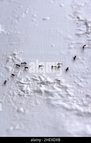 Linea di formiche nere piccole che lavorano come squadra sul muro approssimativamente bianco Foto Stock