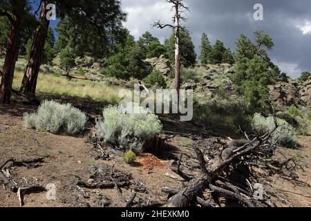 Vista di piante e alberi che crescono sul lato della cupola vulcanica estinta o'Leary Peak dal sentiero escursionistico, a nord di Flagstaff, AZ, USA Foto Stock