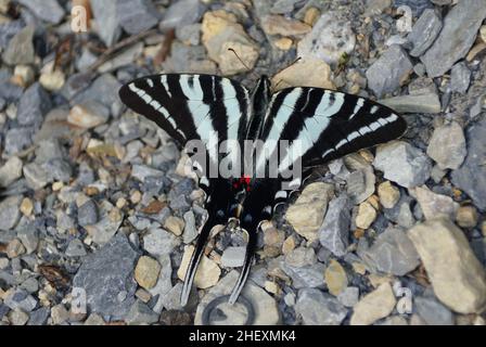Una bella farfalla nera e verde lime a terra Foto Stock
