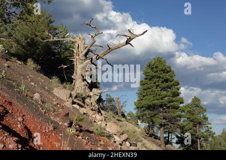 Vista di piante e alberi che crescono sul lato della cupola vulcanica estinta o'Leary Peak dal sentiero escursionistico, a nord di Flagstaff, AZ, USA Foto Stock