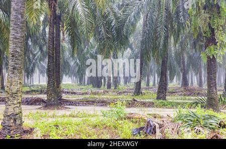 Piantagione di alberi di palma durante la pioggia pesante in Sabah, Borneo, Malesia. Gran parte della foresta pluviale è stata sostituita da piantagioni di olio di palma e l'habitat naturale o Foto Stock