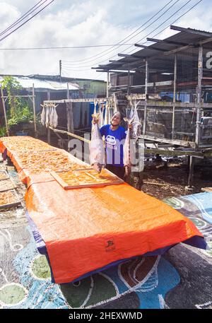 Sandakan, Malesia - 06 gennaio 2022: Villaggio Fisher man vicino al centro di Sandakan, Borneo. Donna che appende enormi pesci su una rastrelliera di legno per asciugarli Foto Stock