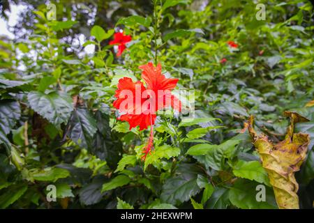 Da vicino ad un fiore rosso di ibisco. Un ibisco rosso arancio a Sandakan, Sabah, Borneo. La polvere di fiore dei fiori al centro. Il fiore nazionale di Foto Stock