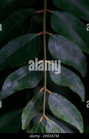 Linea di belle foglie di verde tropicale appese sul gambo con scena cinematografica scura per sfondo estetico e carta da parati Foto Stock