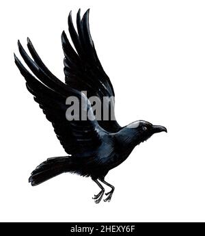 Uccello di corvo volante. Disegno con inchiostro e acquerello Foto Stock