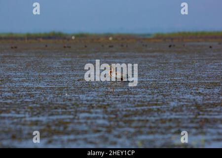 Erone viola (Ardea purpurea), Tanguar Haor, Sunamganj, Bangladesh Foto Stock