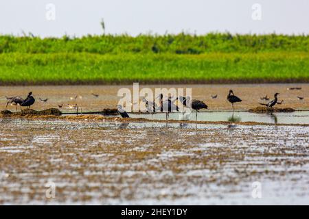 Flock of Glossy Ibis (Plegadis falcinellus), Tanguar Haor, Bangladesh Foto Stock