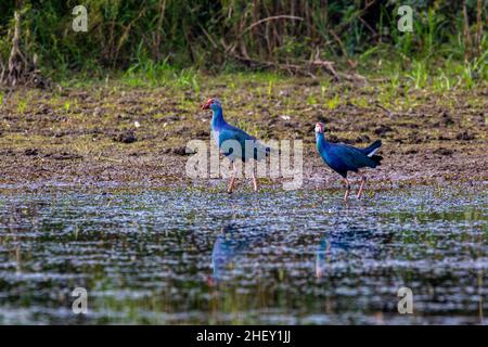 Porpora moorhen, localmente chiamato Kaim a Tanguar Haor anche chiamato Tangua Haor. Si tratta di un ecosistema di zone umide unico. Ogni inverno la torva è casa di circa Foto Stock