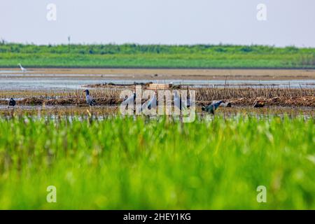 Porpora moorhen, localmente chiamato Kaim a Tanguar Haor anche chiamato Tangua Haor. Si tratta di un ecosistema di zone umide unico. Ogni inverno la torva è casa di circa Foto Stock