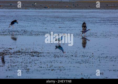 Porpora moorhen, localmente chiamato Kaim a Tanguar Haor anche chiamato Tangua Haor. Si tratta di un ecosistema di zone umide unico. Ogni inverno la torva è casa di circa Foto Stock