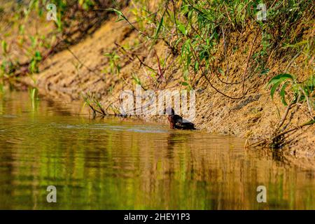 Il bagno di Panzana fusca, Tangar Haor, Sunamganj, Bangladesh Foto Stock