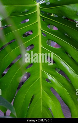 bella monstera verde tropicale lascia texture con per la natura e sfondo estetico e carta da parati Foto Stock