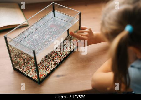 Primo piano corto scatto di una bambina irriconoscibile che guarda il piccolo pesce d'oro in acquario, picchiettando sul vetro, attirando l'attenzione su tavola. Foto Stock