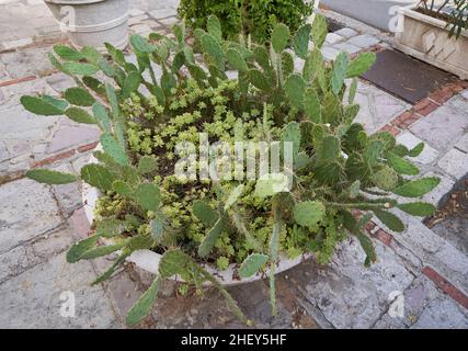 Opuntia cactus in un grande letto di fiori in giardino. Foto Stock