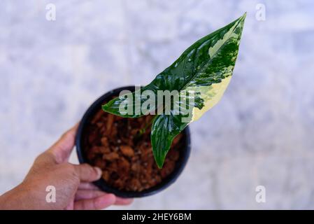 Closeup a Syngonium Aurea variegata nel vaso Foto Stock