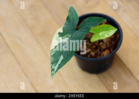 Closeup a Syngonium Aurea variegata nel vaso Foto Stock