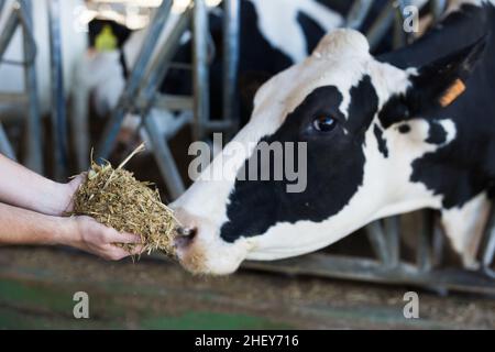 Il coltivatore nutre la mucca dalla sua mano piena di alimentazione composta Foto Stock