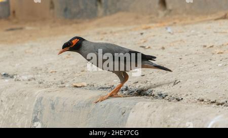 L'uccello di Myna guarda giù nella terra con pieno di aggressione nei suoi occhi Foto Stock