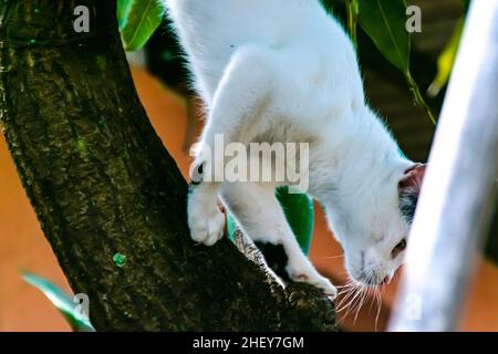 Gatto bianco che scende dall'albero con attenzione Foto Stock