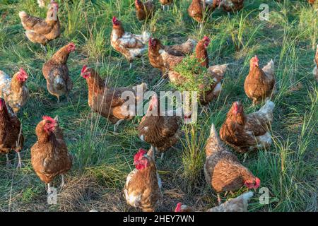 Pollo in un prato verde vicino a Bar Harbor negli stati del New england Foto Stock