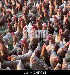 Pollo in un prato verde vicino a Bar Harbor negli stati del New england Foto Stock