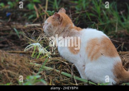 Gatto bianco marrone seduto sull'erba selvatica Foto Stock