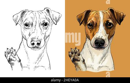 Cane da disegno vettoriale a mano Jack russel terrier monocromatico e a colori Illustrazione Vettoriale