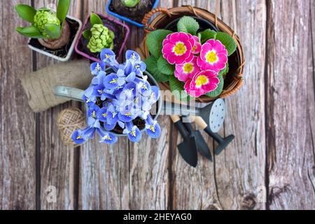 Fiori iris, piante e attrezzi da giardino su un vecchio tavolo di legno. Fuoco sui fiori di iris Foto Stock