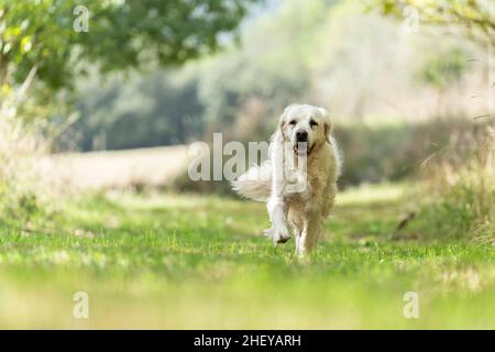 Grande cane bianco che corre verso la telecamera lungo un percorso erboso Foto Stock