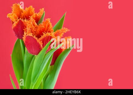 Tulipani rossi-arancioni terrosi su sfondo rosso. Primavera sfondo floreale. Messa a fuoco soft. Carta con fiori. Posiziona per testo Foto Stock