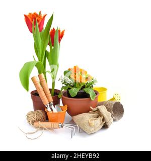 Primavera primula fiori, tulipani e attrezzi da giardinaggio su sfondo bianco. Concetto di giardinaggio Foto Stock
