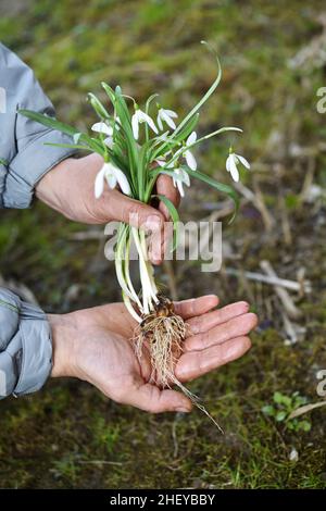 Fiori di gocce di neve (Galanthus) in mani di giardiniere preparati per piantare. Concetto di giardino primaverile Foto Stock