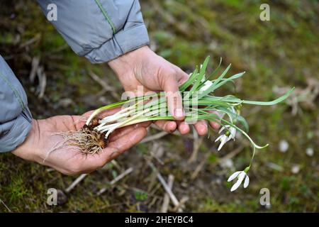 Fiori di gocce di neve (Galanthus) in mani di giardiniere preparati per piantare. Concetto di giardino primaverile Foto Stock