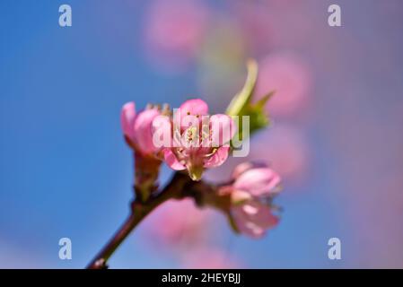 Bellissimi fiori di pesca in fiore contro il cielo blu Foto Stock