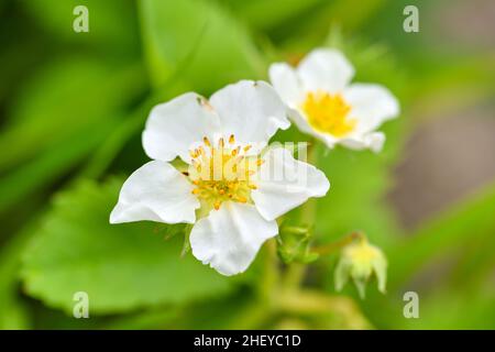 Primo piano di fiori di fragola su un naturale sfondo verde Foto Stock