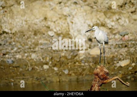 Il gallo è un uccello della famiglia degli Ardeidae. Foto Stock