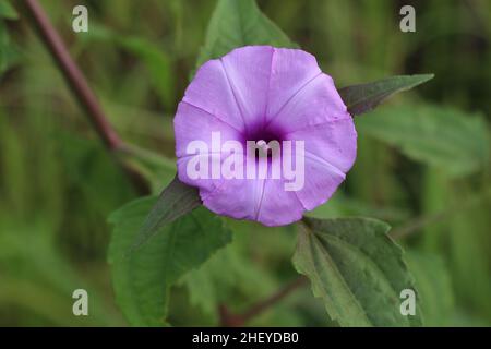 Bella Petunia fiori in erba selvaggia. Il fiore ha la forma di una tromba. Foto Stock