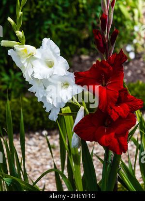 Giardini dell'abbazia di Forde in Dorset. Foto Stock