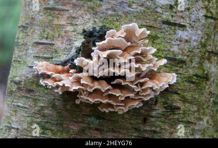 Gill aggraffato, piccoli funghi saprobi, sul tronco di un uccello decadente Foto Stock