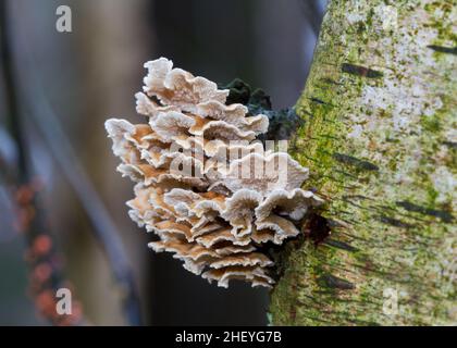 Gill aggraffato, piccoli funghi saprobi, sul tronco di un uccello decadente Foto Stock