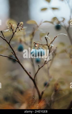 Dettaglio delle bacche coltivate in autunno nella regione di Kainuu vicino a Kajaani, Finlandia. Bacche rosse e blu da mangiare. Biostenuta Suomi natura. Mirtilli. Foto Stock