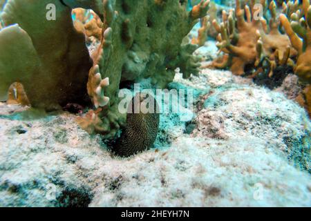 Il giovane Goldaire Moray Eel sulla barriera corallina Foto Stock