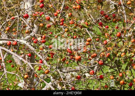 Mela rossa nelle Asturie. Sidro duro. Agricoltura biologica. Spagna Foto Stock